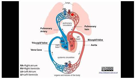 pulmonary circuit schematic diagram