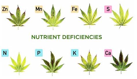 weed plant deficiencies chart