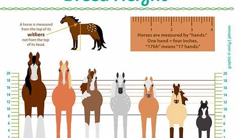Horse Heights Explained | Horse breeds, Horse facts, Horse camp