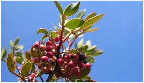 Self-Pollinating Plum Tree Varieties | Garden Guides