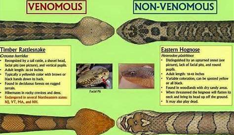 venomous snakes in alabama chart