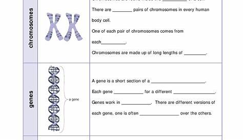 Chromosomes Genes And Dna Worksheet With Answers — db-excel.com