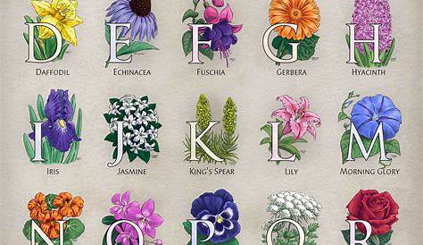 An Alphabet of Flowers on Behance
