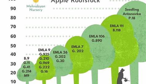 Apple Tree Rootstocks - Mehrabyan Nursery