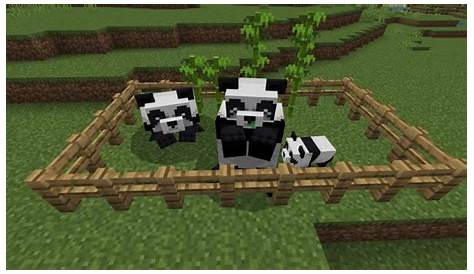 How to breed pandas in Minecraft - Samples Andeard