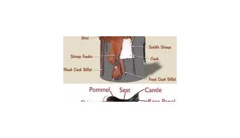 The Parts of a Saddle - Best Horse Rider