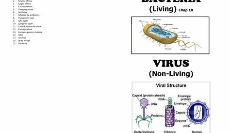 Virus Vs Bacteria Worksheet | Printable Worksheets and Activities for