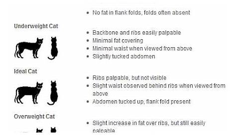 Cat Weight Chart | Judging Your Cat's Body Condition