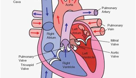 heart diagram with blood flow arrows