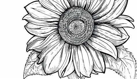 Sunflower Line Drawing | Free download on ClipArtMag