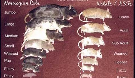 average size of rat