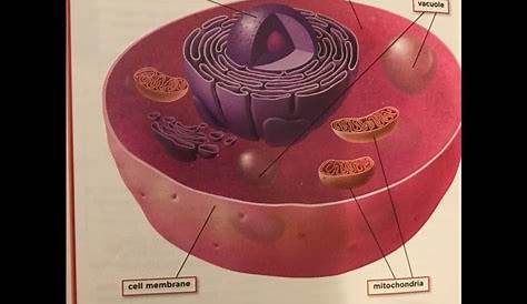 5th Grade Animal Cell Diagram - Wiring Diagram