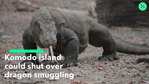 Komodo Island Could Shut