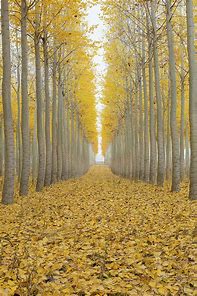 Image result for pictures of poplar trees in the fall