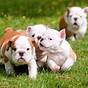 English Bulldog Price Chart