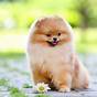 Average Weight For Pomeranian