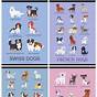 Dog Breeds Chart With Names