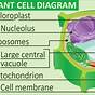 Label Plant Cells