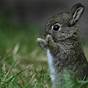 Cotton Tail Baby Rabbit Facts