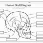 Printable Blank Skull Diagram
