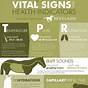 Printable Animal Vital Signs Chart