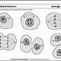 Mitosis Worksheets & Diagram Identification