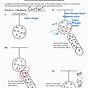 Electrostatic Force Worksheet Answers