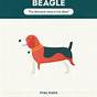 Types Of Beagles Chart
