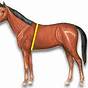 Horse Girth Size Chart
