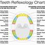 Tooth Chart Connected To Organs