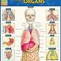 Human Body Organ Chart