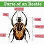 Parts Of A Beetle Diagram