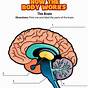 Parts Of The Brain Worksheets