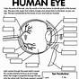 Labeling The Eye Worksheets