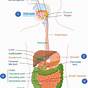 The Digestive System Flow Chart