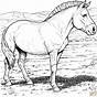 Printable Coloring Pages Horse