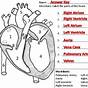 Heart Labeling Worksheets Answers