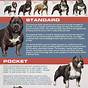 Exotic Bully Size Chart
