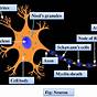 Explain The Structure Of Neuron With Diagram