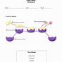 Enzyme Worksheets Biology Answers