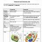 Prokaryotic Vs.eukaryotic Worksheet