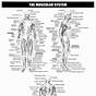 Muscle System Worksheet Answers