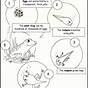 Life Cycle Of A Frog Worksheet Printable