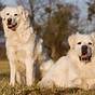 Great Pyrenees Weight Chart By Age