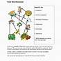 Food Webs And Food Chains Worksheet