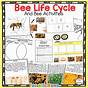 Life Cycle Of A Bee Ks2