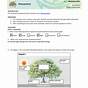 Hhmi Photosynthesis Worksheet Answers