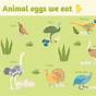 Egg Laying Animals Chart
