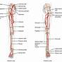 Veins Of The Lower Extremity Diagram