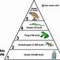 Food Chain And Food Pyramid